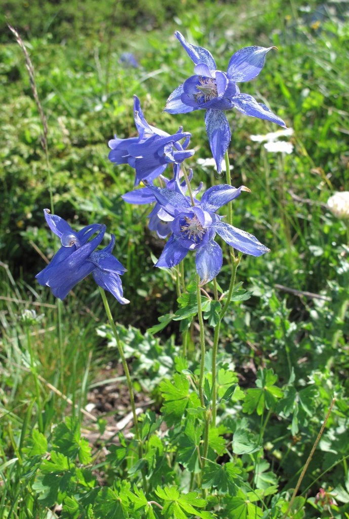 Aquilegia alpina